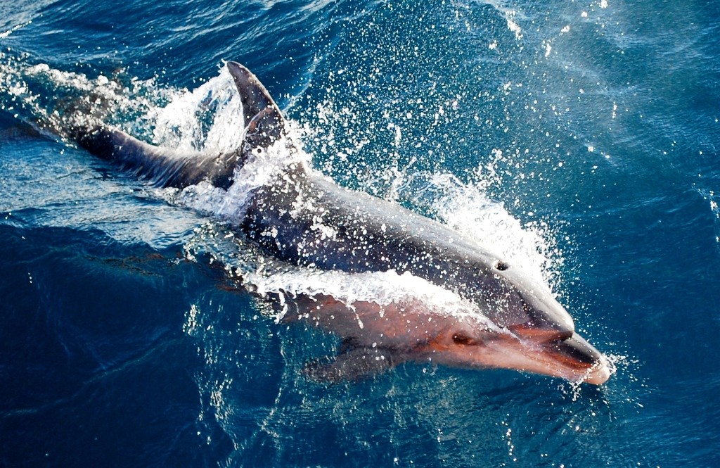 Bottlenose dolphins following Moksha - OceansWatch Project Lead Boats Head for the Islands © David Tee
